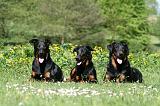 BEAUCERON 954